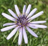 Tragopogon porrifolius ssp. eriospermus