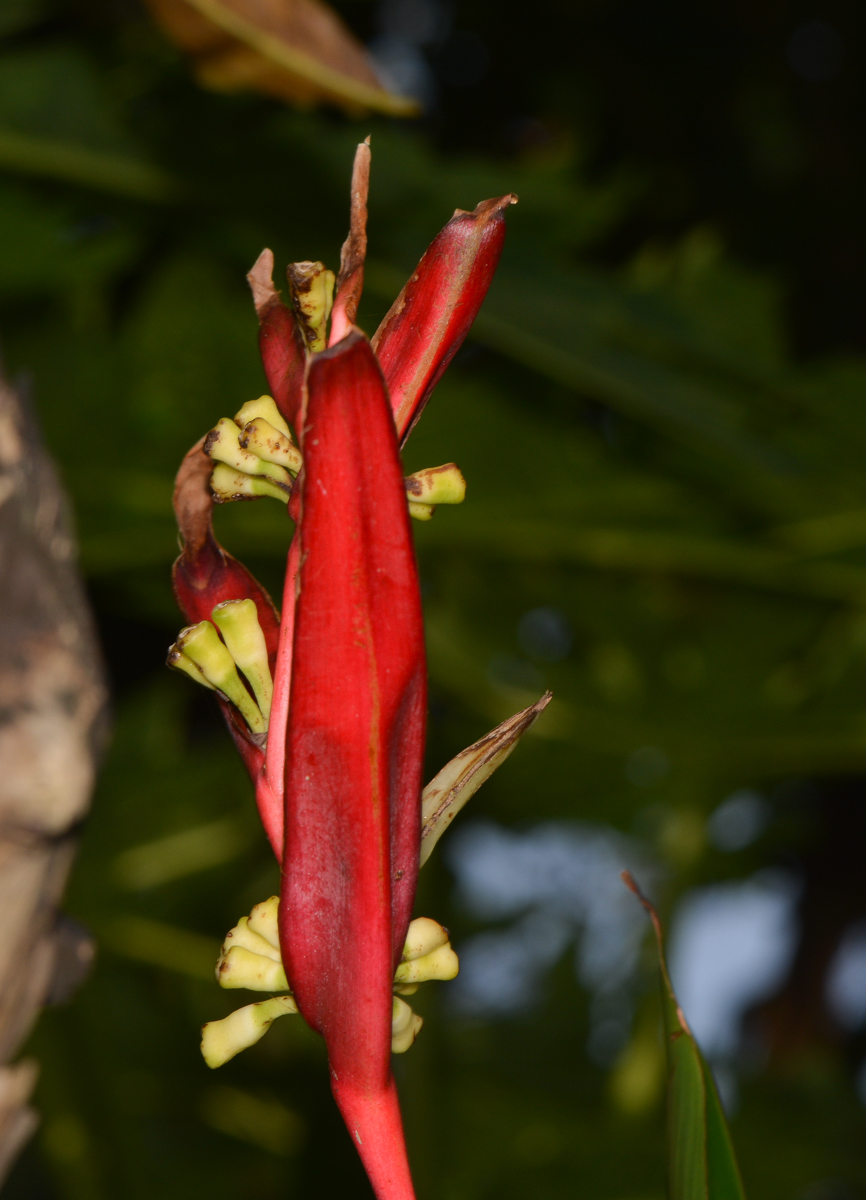 Image of Heliconia psittacorum specimen.