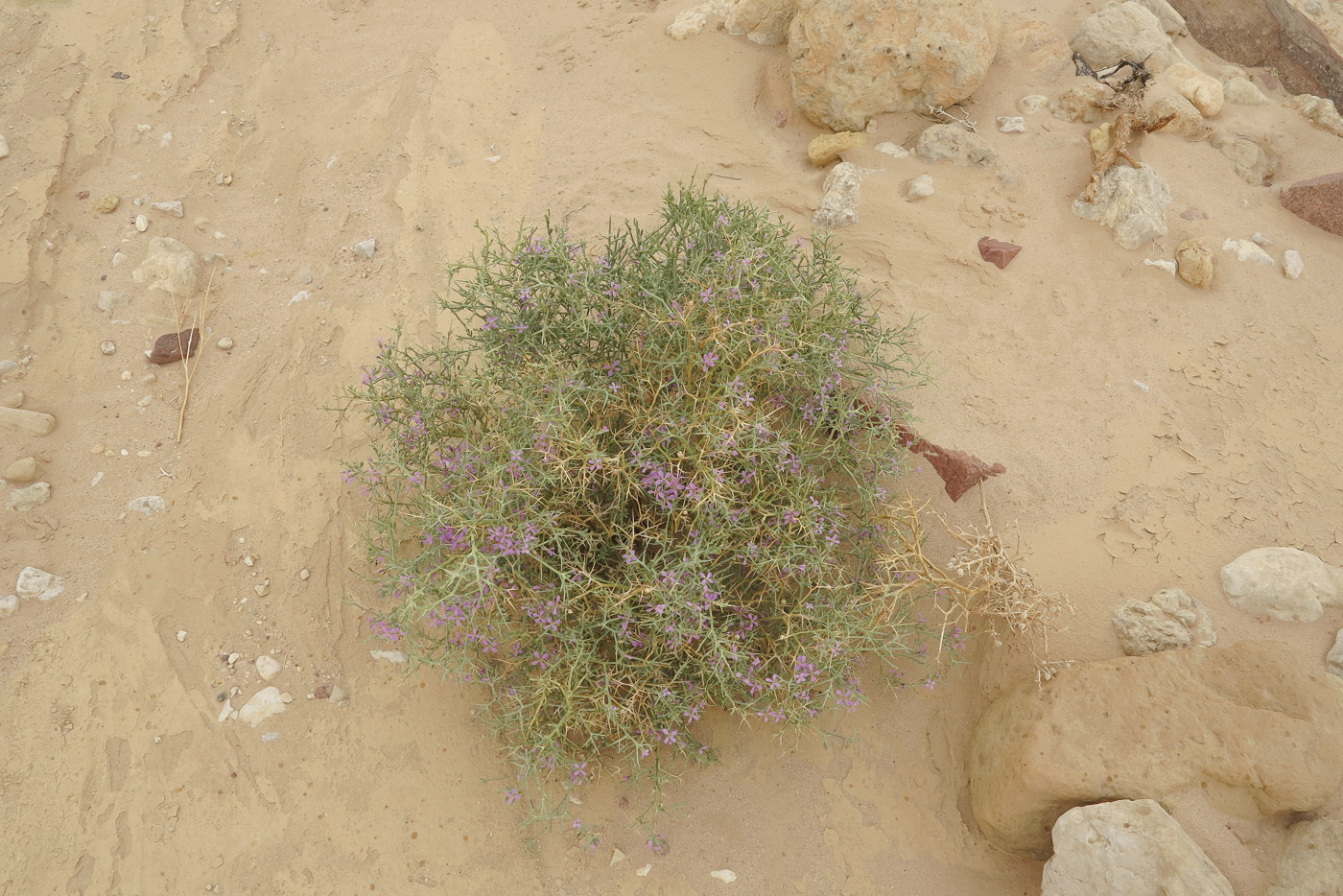 Image of Zilla spinosa specimen.