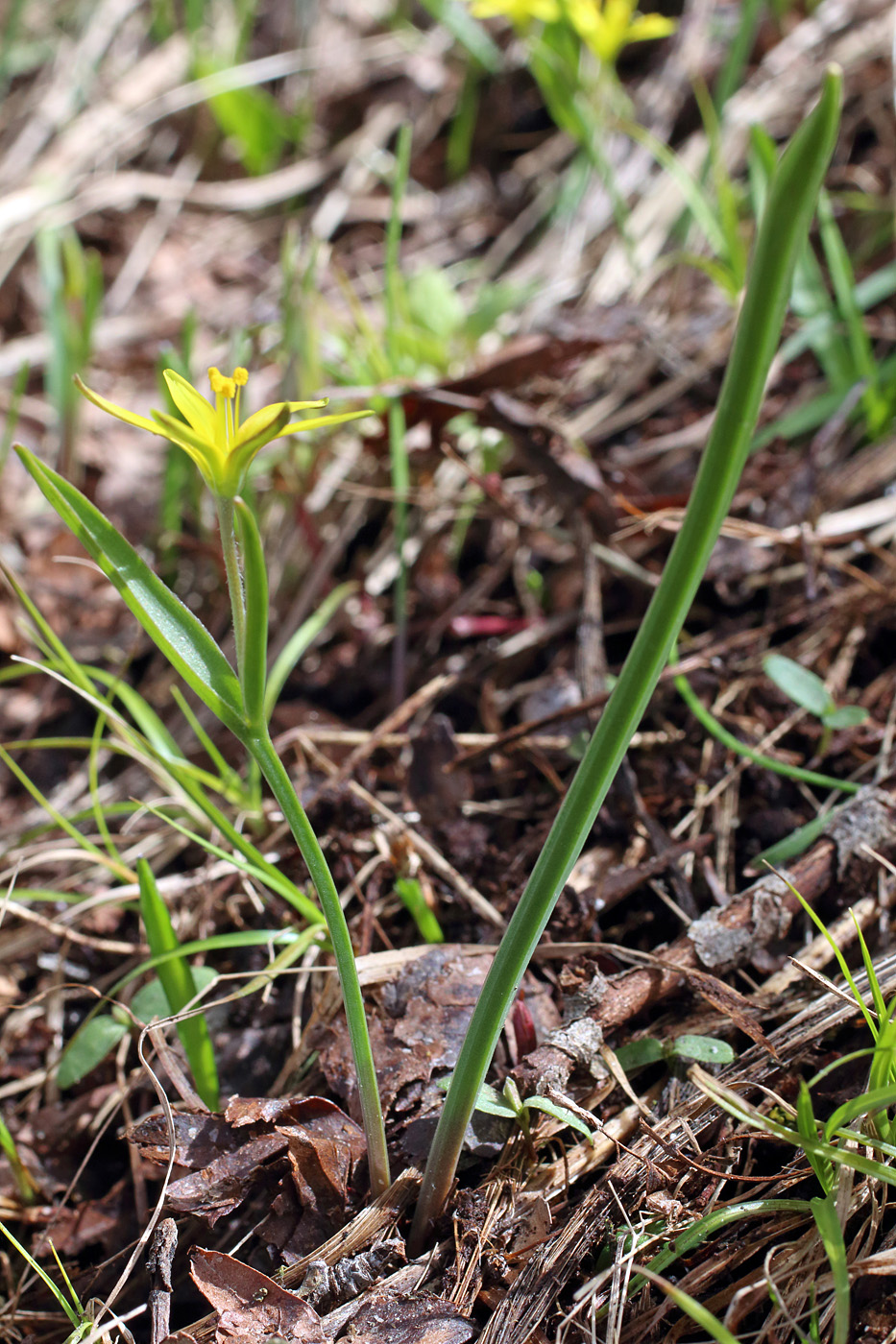 Изображение особи Gagea brevistolonifera.