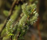 genus Salix