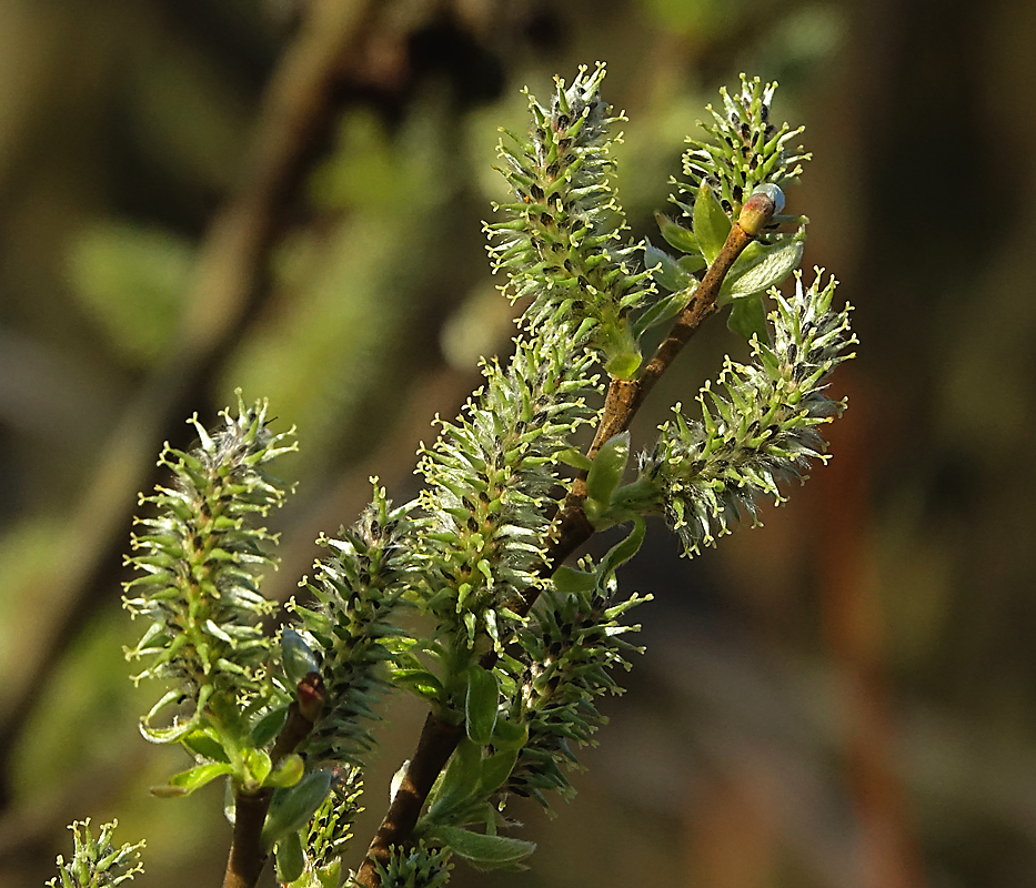 Image of genus Salix specimen.
