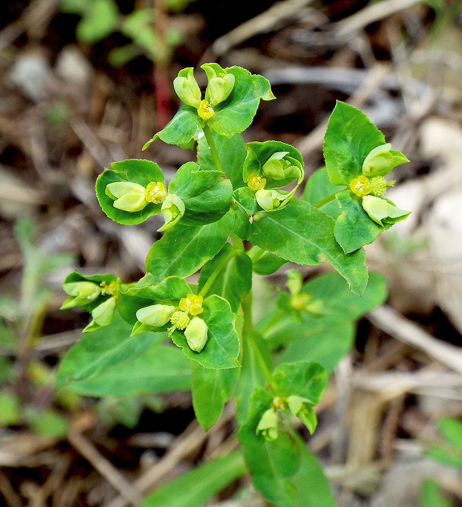 Image of Euphorbia stricta specimen.