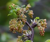 Ribes rubrum