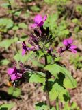 Lunaria annua