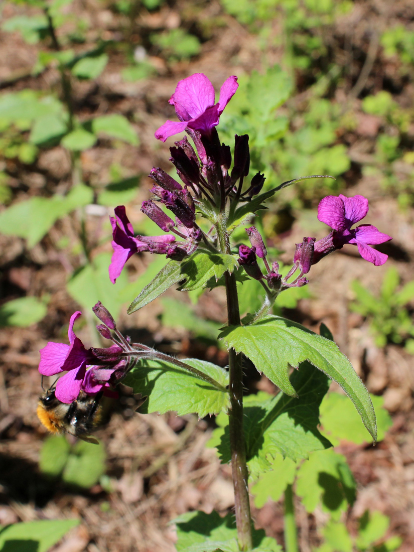 Изображение особи Lunaria annua.