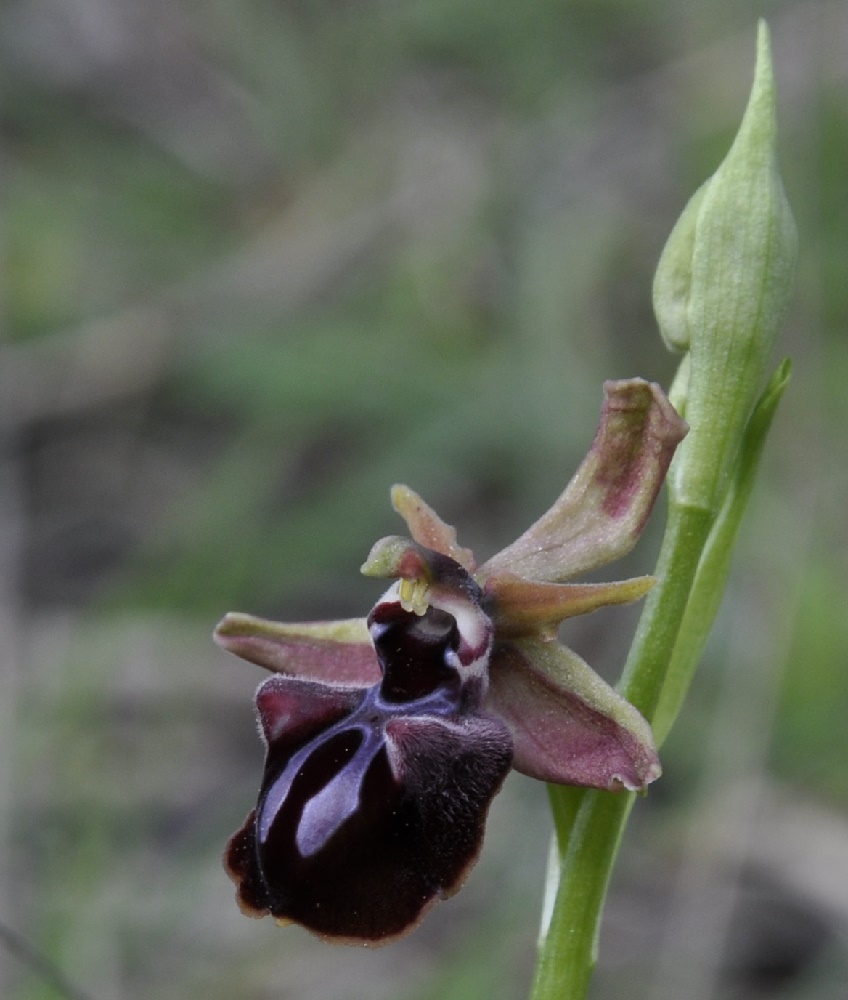 Image of Ophrys mammosa specimen.