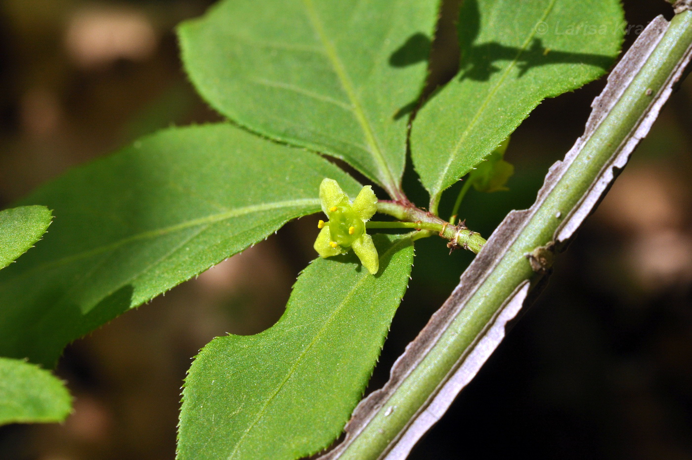 Изображение особи Euonymus sacrosanctus.