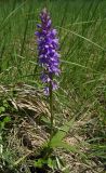 Dactylorhiza urvilleana