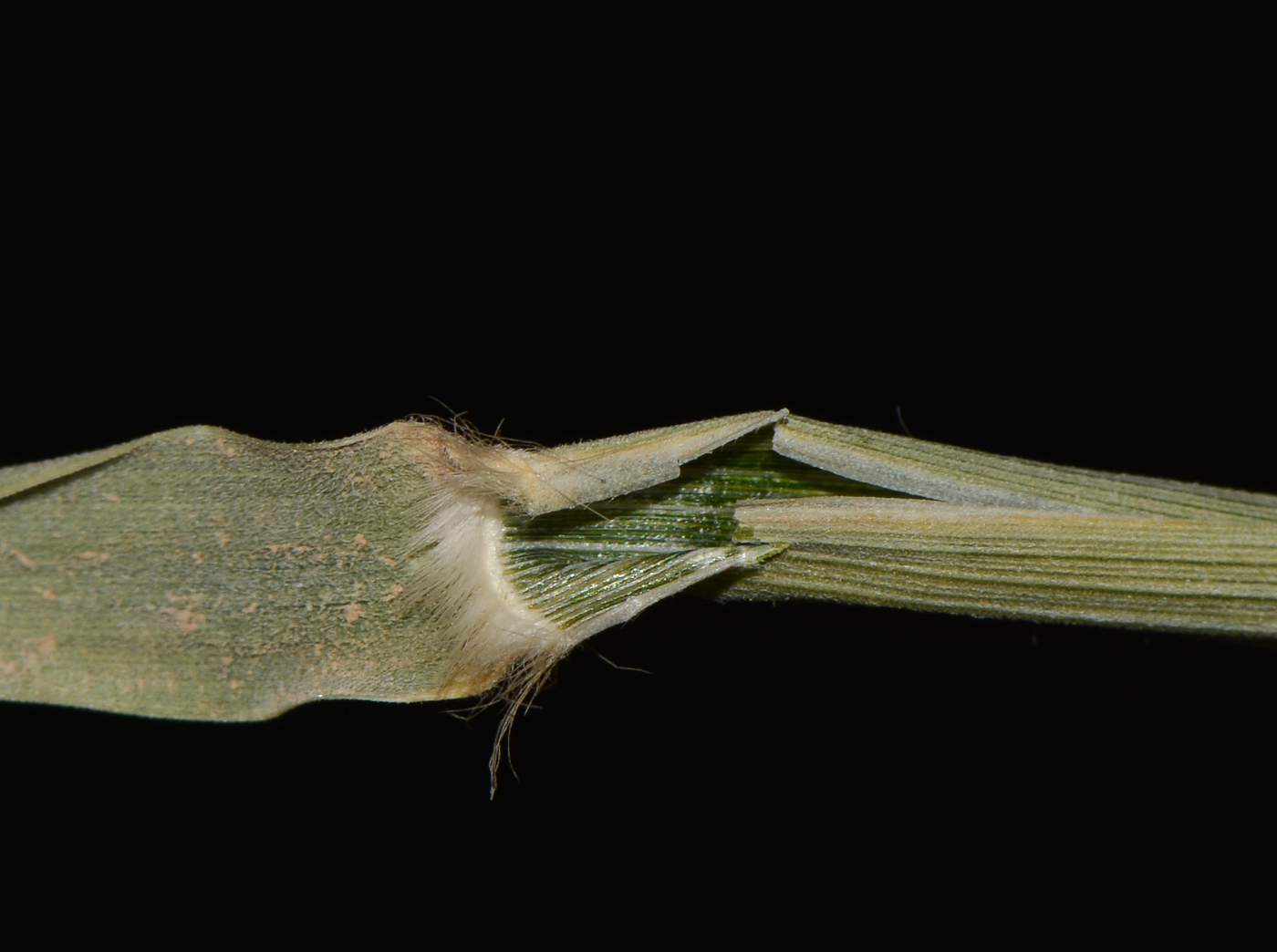 Image of Asthenatherum forskaolii specimen.