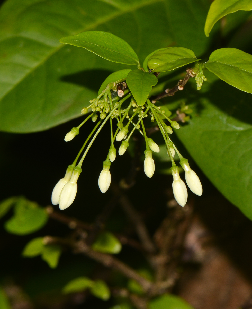 Image of Wrightia antidysenterica specimen.
