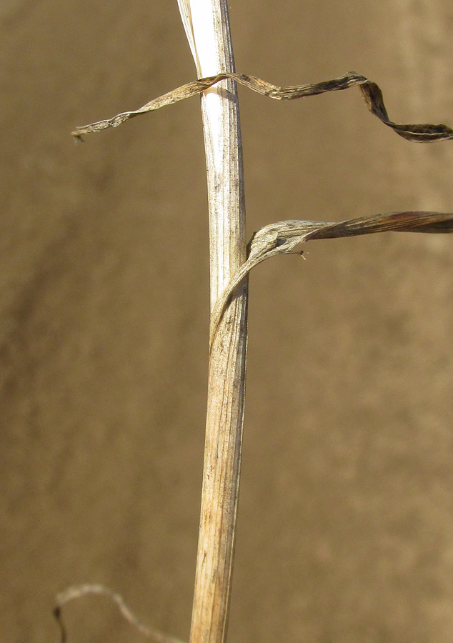 Image of Allium rotundum specimen.