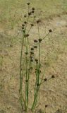 Juncus alpino-articulatus