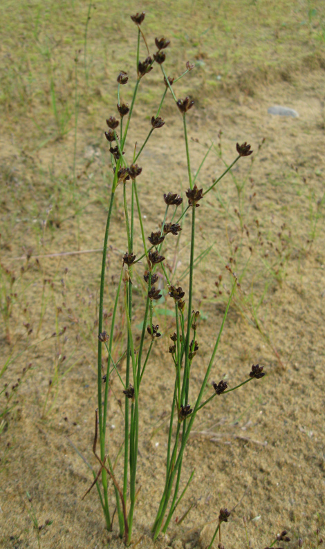 Изображение особи Juncus alpino-articulatus.