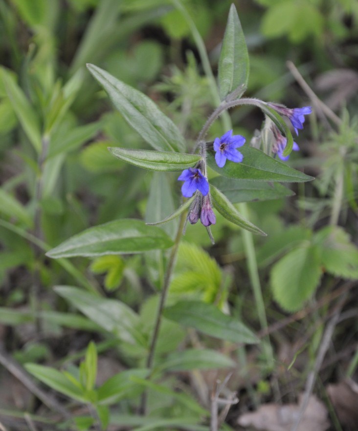 Изображение особи Aegonychon purpureocaeruleum.