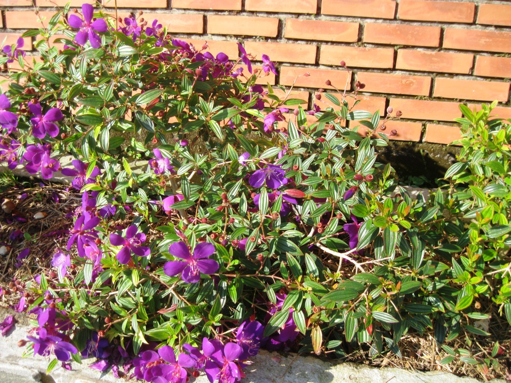 Изображение особи Tibouchina urvilleana.