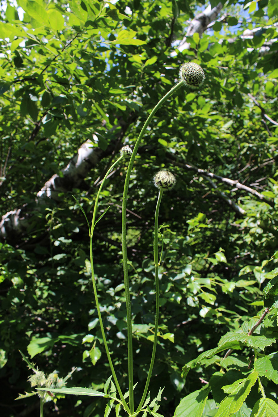 Изображение особи Cephalaria gigantea.