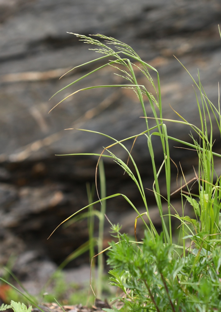 Image of Poa sichotensis specimen.