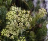 Crithmum maritimum. Соцветие с питающейся осой. Крым, Черноморский р-н, окр. пос. Оленевка, урочище Атлеш, отвесный щебнистый склон. 18.07.2017.