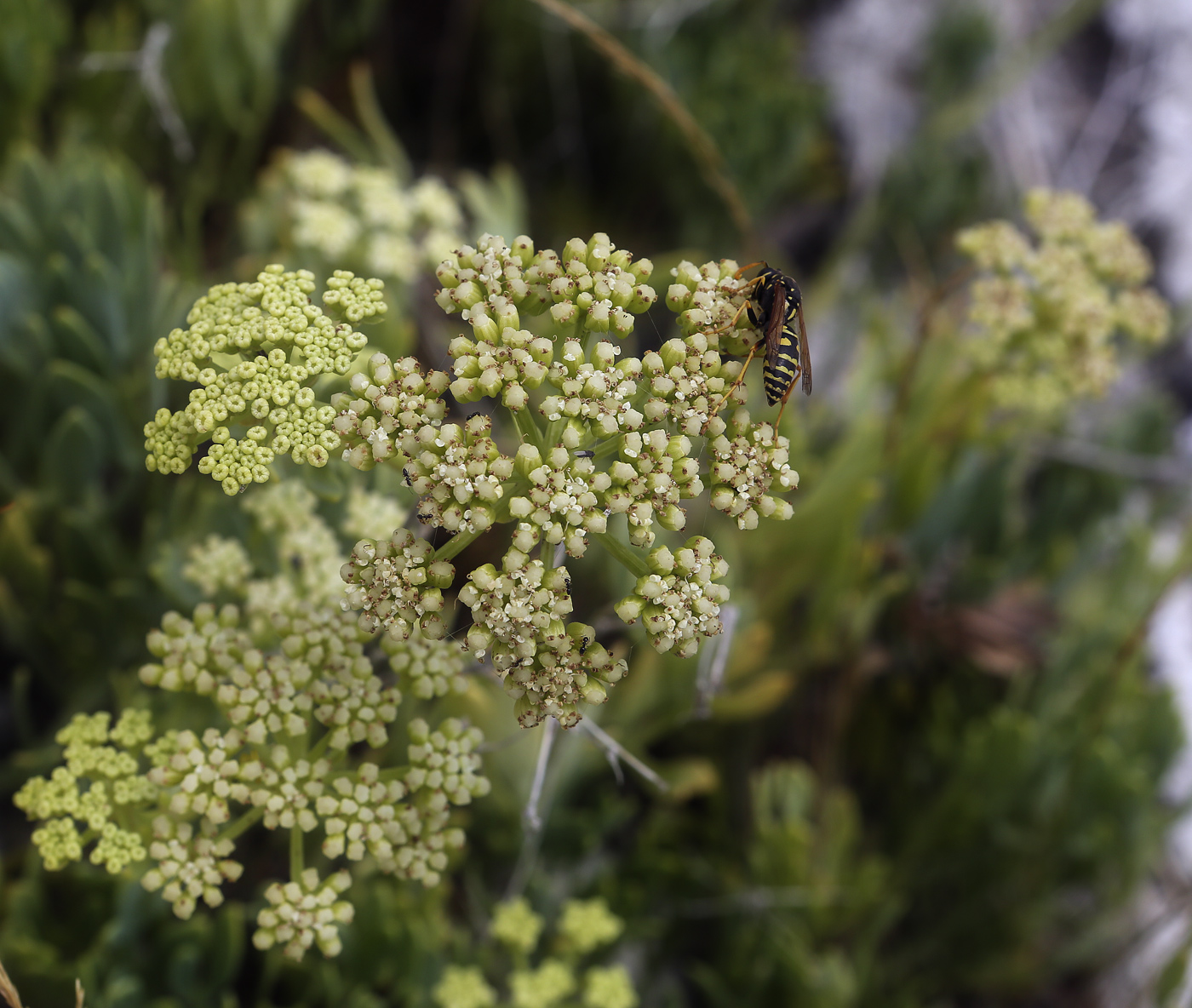 Изображение особи Crithmum maritimum.