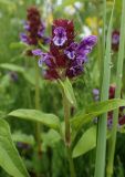 Prunella vulgaris. Верхушка побега с соцветием в каплях росы. Московская обл., Талдомский р-н, окр. пгт Запрудня, зарастающая вырубка под линией электропередач. 06.07.2017.