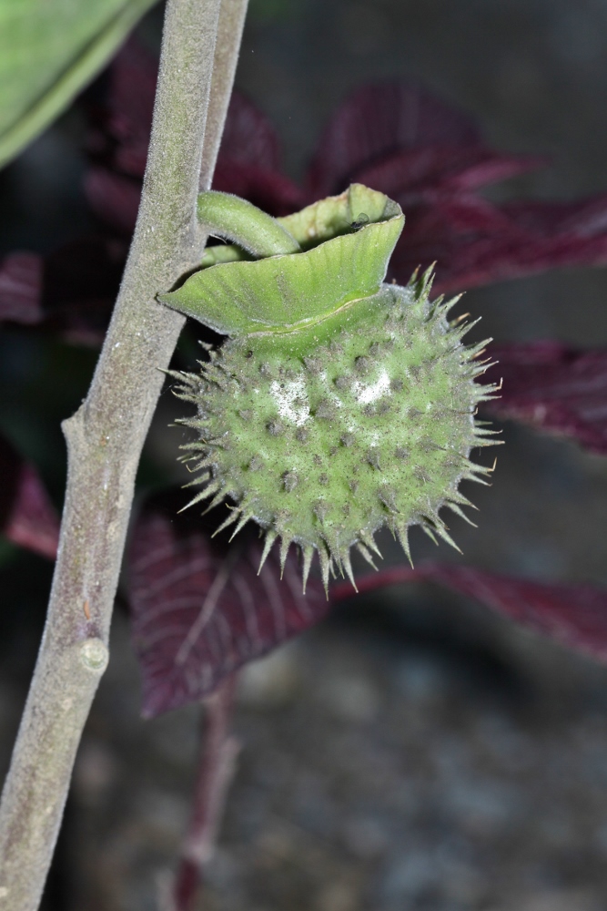 Изображение особи Datura innoxia.