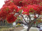 Delonix regia
