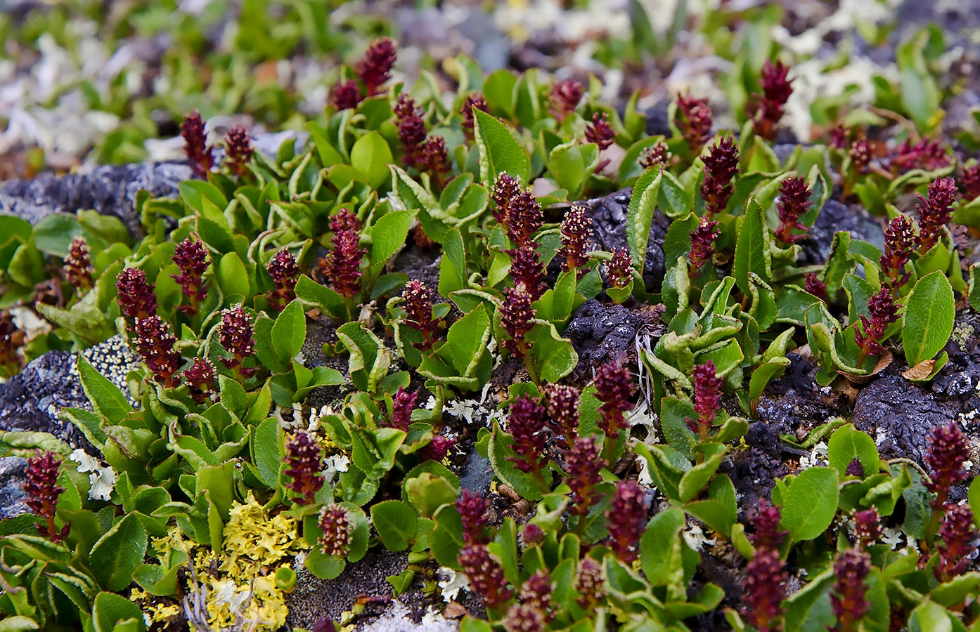 Image of Salix turczaninowii specimen.