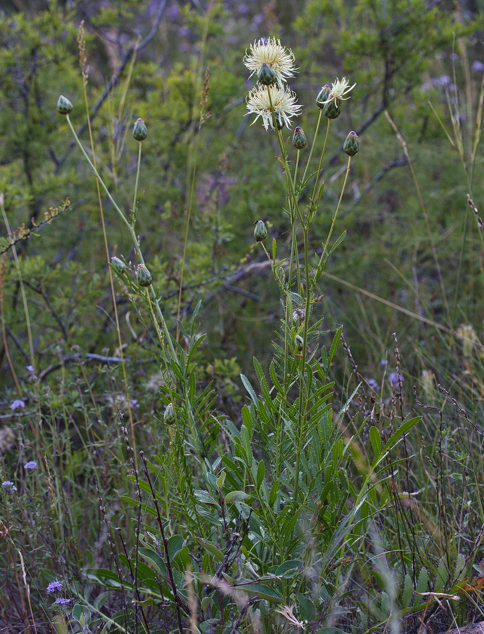 Изображение особи Rhaponticoides ruthenica.