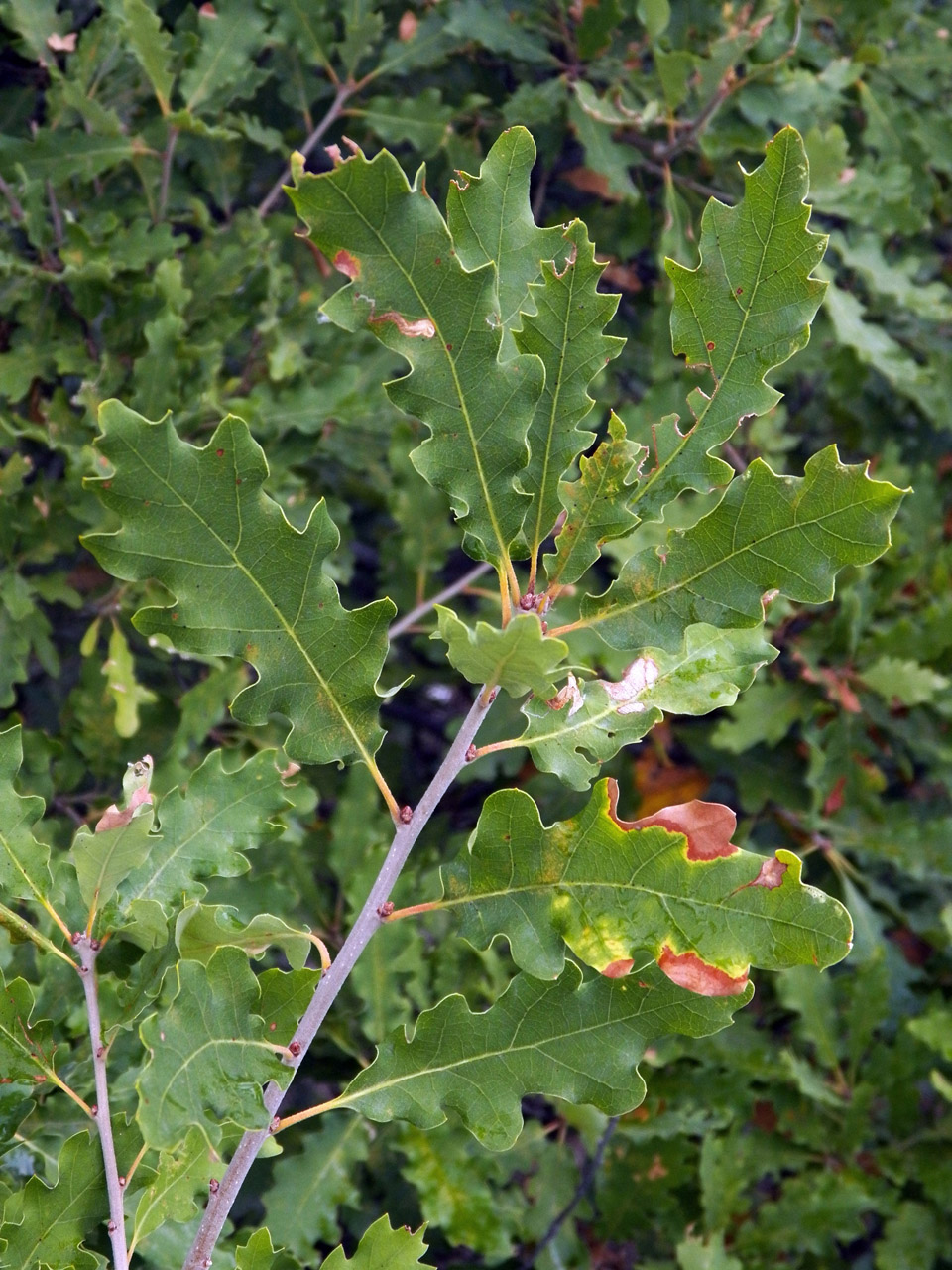 Image of Quercus pubescens specimen.