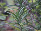 Rosmarinus officinalis. Верхушка веточки. Украина, Ивано-Франковская обл., Болеховский горсовет, Поляницкий сельсовет, Поляницкий региональный ландшафтный парк, туркомплекс \"Скала\", буковый лес, в культуре. 29.09.2017.