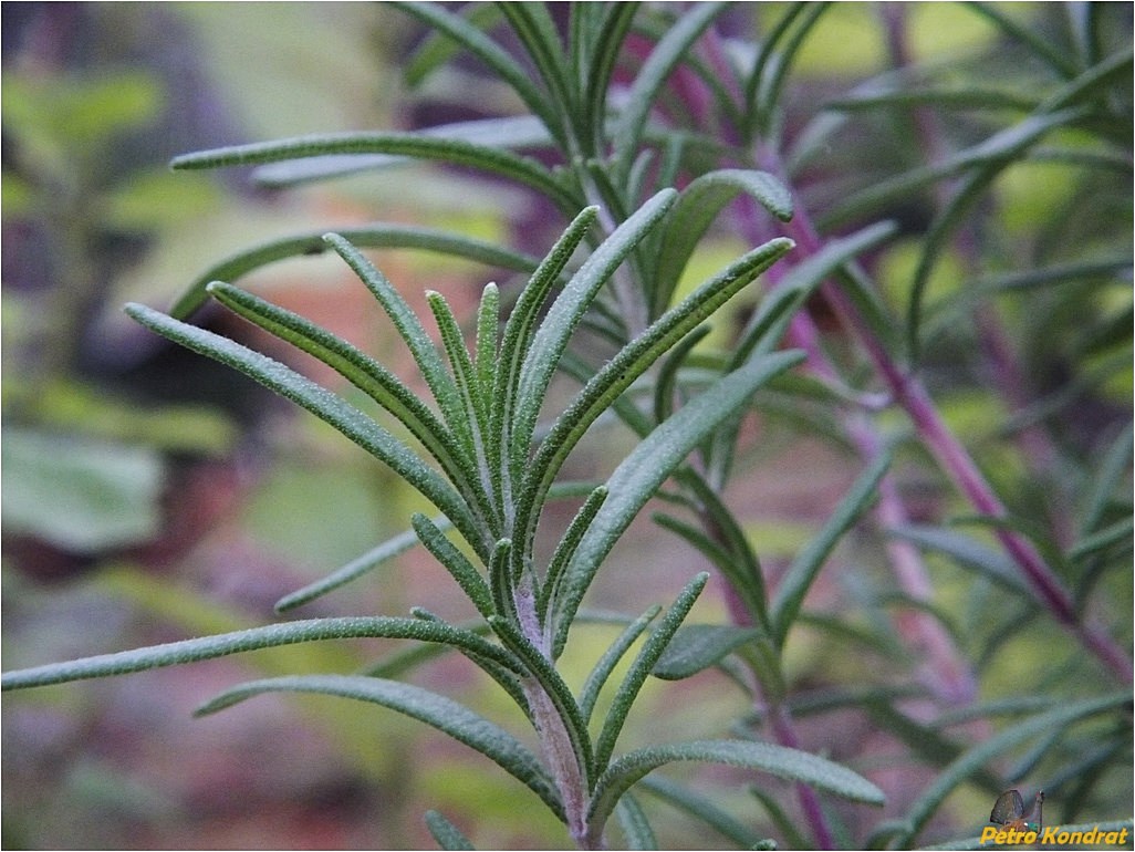 Image of Rosmarinus officinalis specimen.