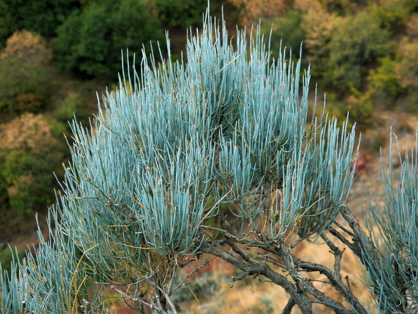 Image of Ephedra procera specimen.