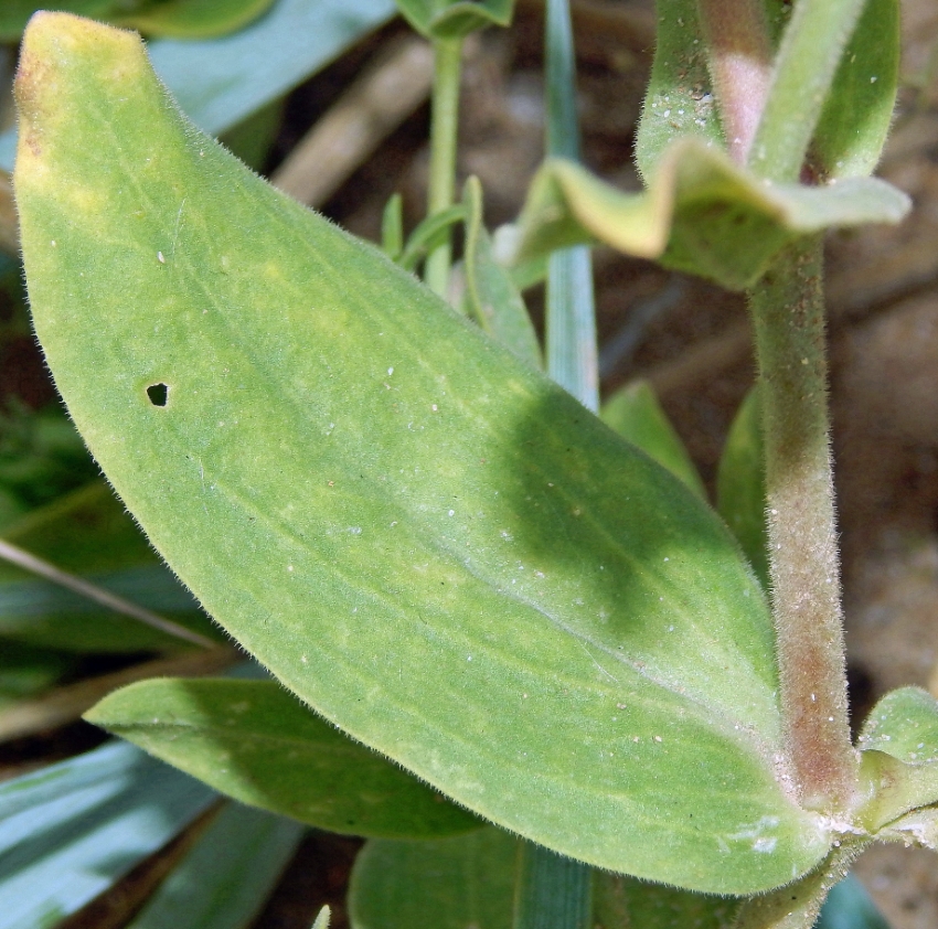 Image of Gypsophila perfoliata specimen.