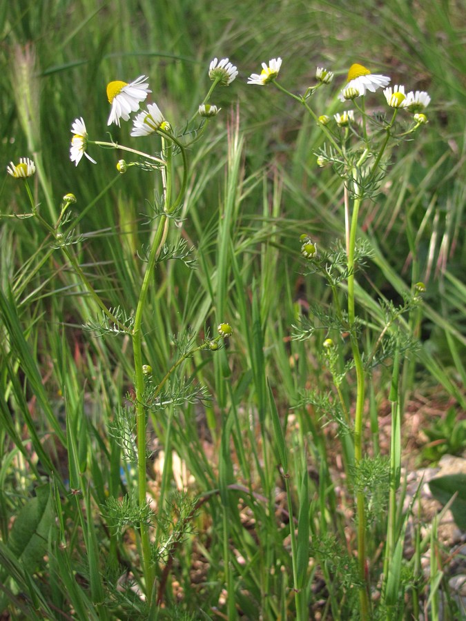 Image of Matricaria recutita specimen.