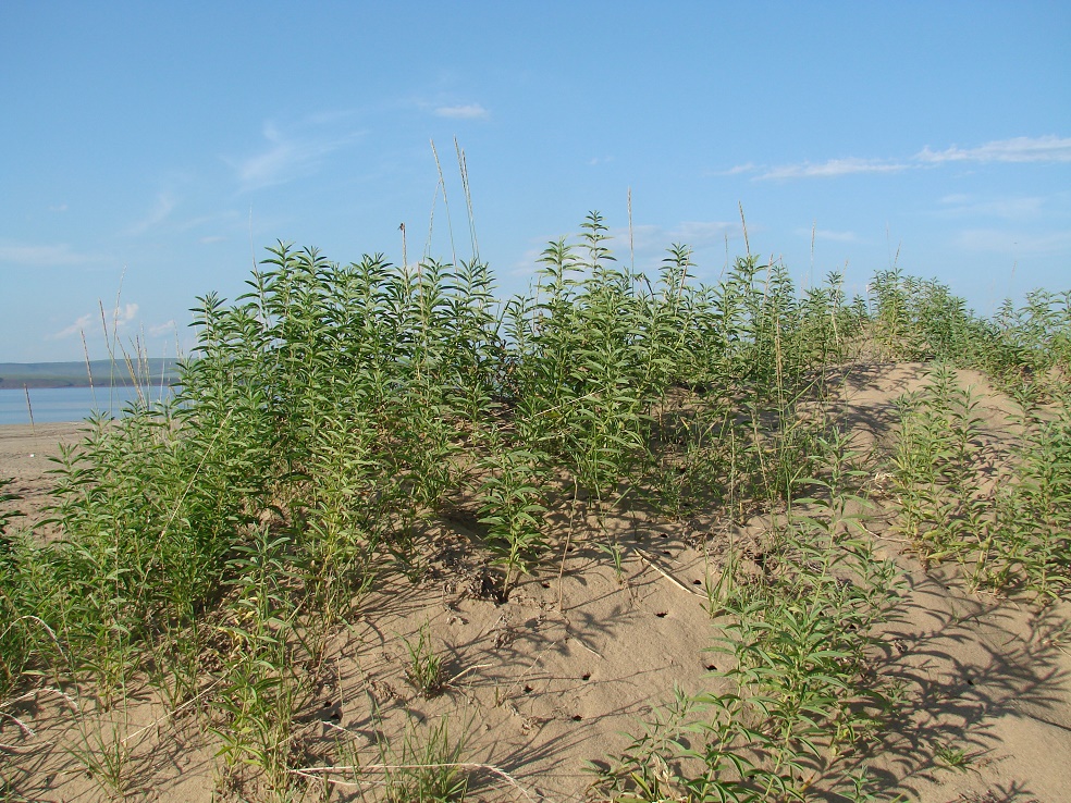 Image of Thermopsis lanceolata specimen.