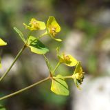 genus Euphorbia. Часть соцветия с завязавшимися плодами. Якутия, Алданский р-н, 6км от г. Томмот выше по течению р. Алдан, левый берег. 27.06.2016.