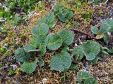 genus Salix. Вегетирующие растения. Камчатский край, Алеутский р-н, о-в Медный, близ истока северного рукава р. Быстрая, тундра. 18.08.2017.