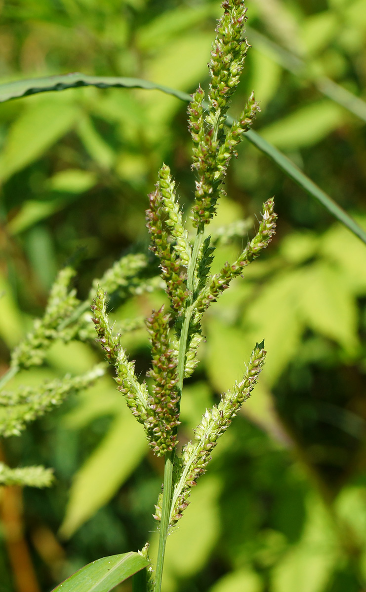 Image of Echinochloa crus-galli specimen.