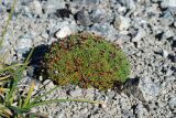 Douglasia ochotensis. Плодоносящее растение. Чукотка, побережье бухты Провидения, каменистый участок. 13.08.2014.