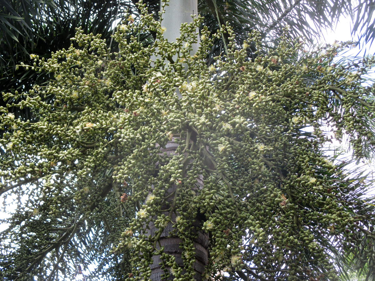 Image of Wodyetia bifurcata specimen.