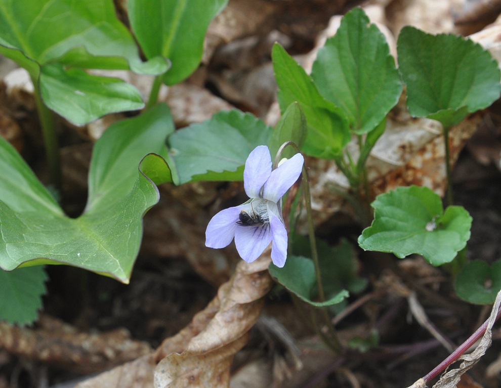 Изображение особи Viola sieheana.