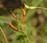 Lathyrus tuberosus. Соплодие со зрелыми плодами. Восточный Казахстан, г. Усть-Каменогорск, правый берег р. Иртыш, склон грунтовой дороги. 03.08.2017.