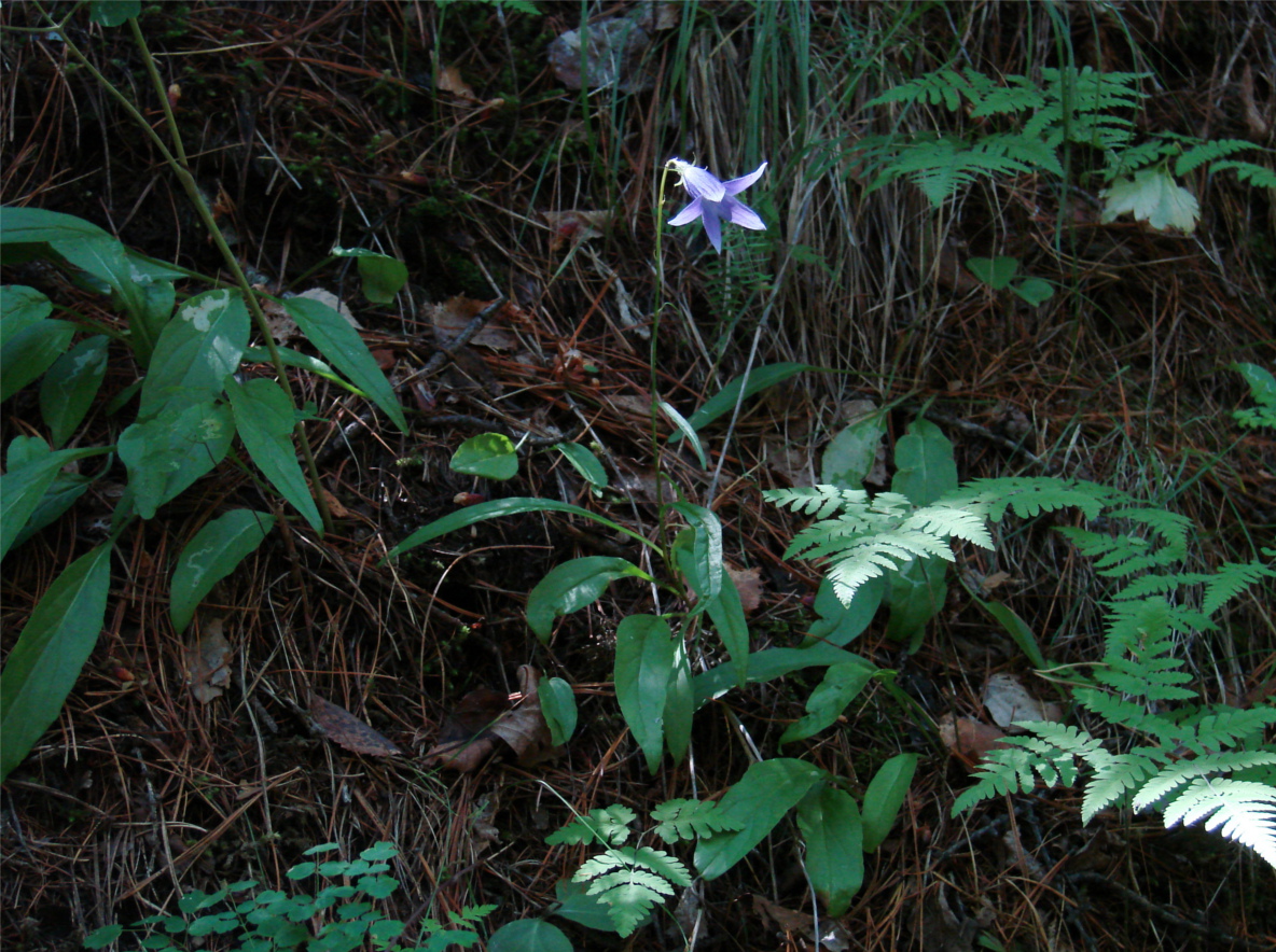 Image of Campanula turczaninovii specimen.