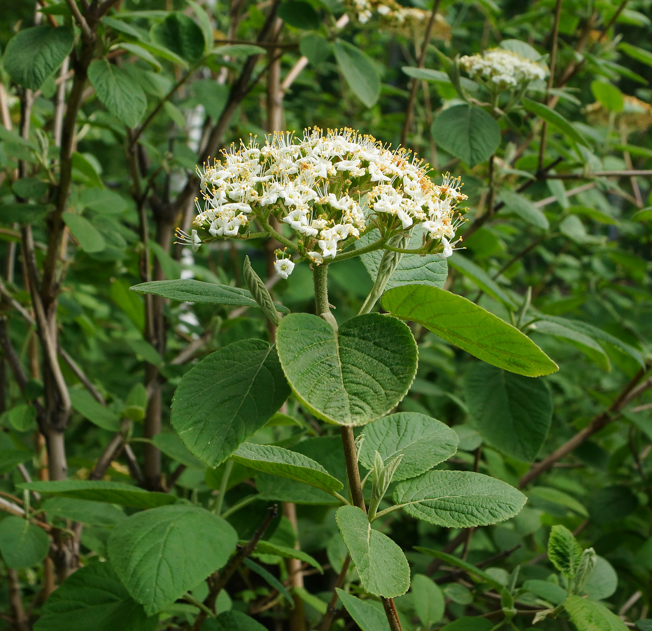 Image of Viburnum lantana specimen.