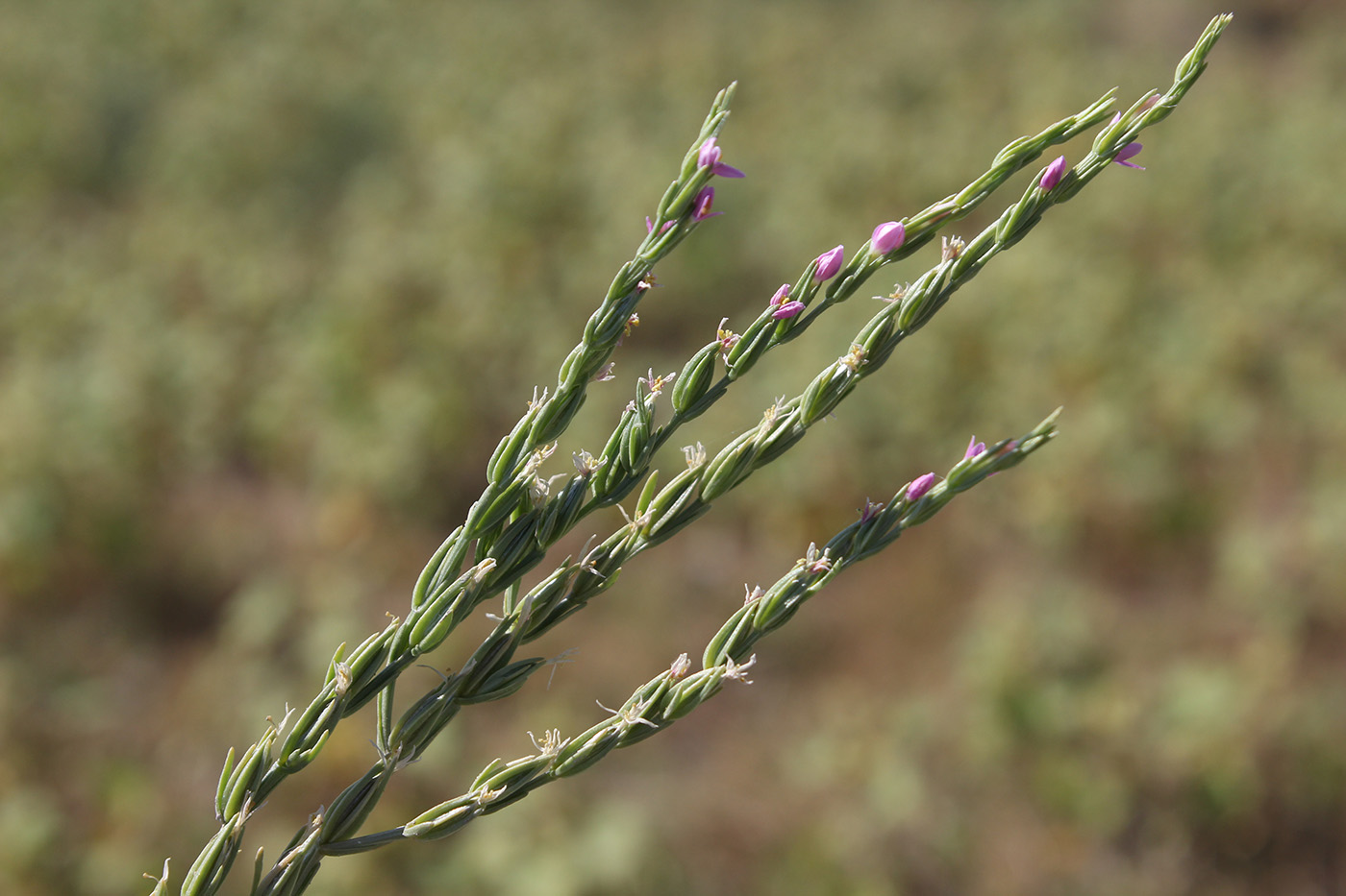 Изображение особи Centaurium spicatum.