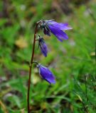 Campanula sphaerocarpa. Соцветие. Абхазия, Рицинский реликтовый национальный парк, гора Агура, ур. Каменная Поляна, ≈ 2300 м н.у.м., субальпийский луг. 14.07.2017.