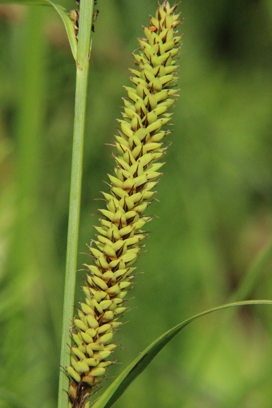 Изображение особи Carex acutiformis.