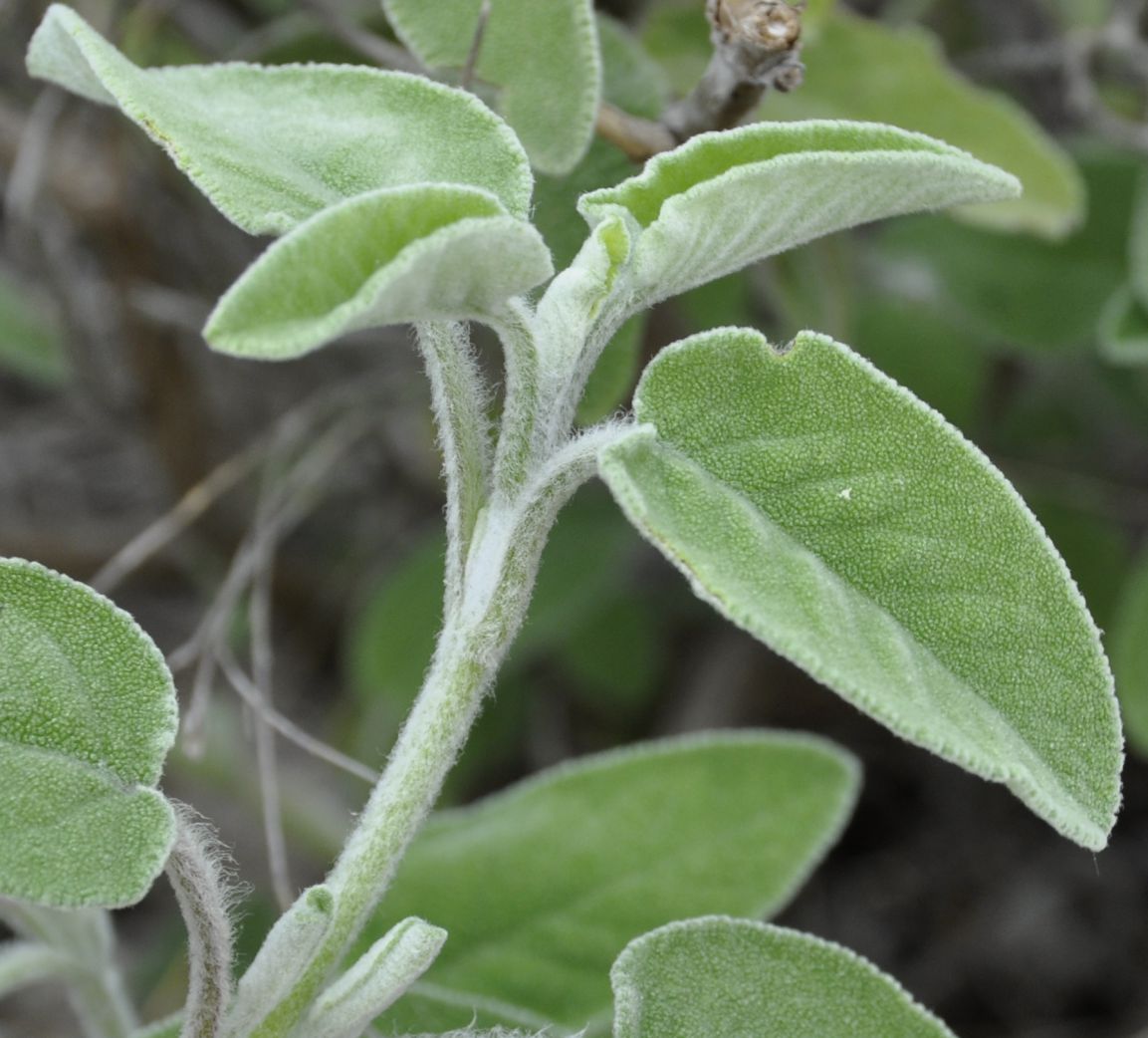 Image of Salvia fruticosa specimen.