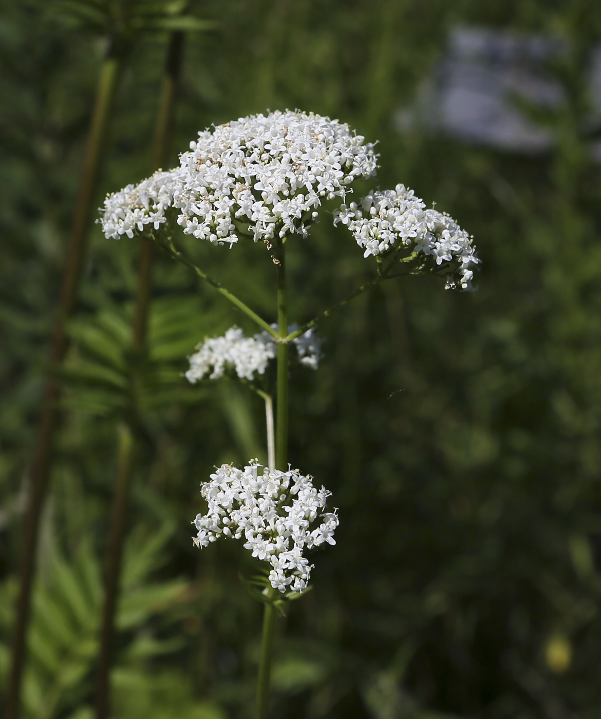 Изображение особи Valeriana wolgensis.